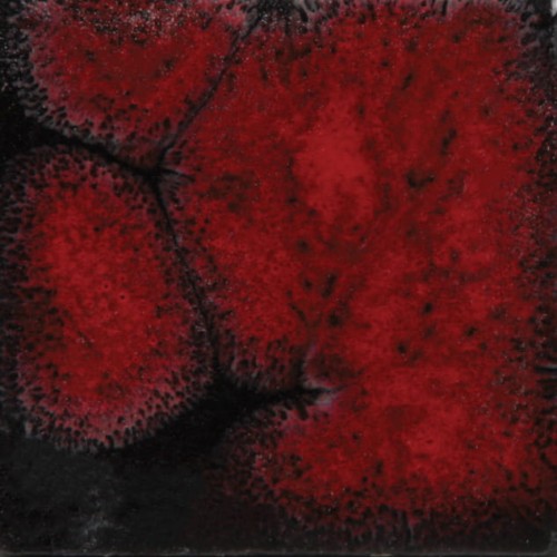 8717ee67e183e1e05eeaca66f7676695