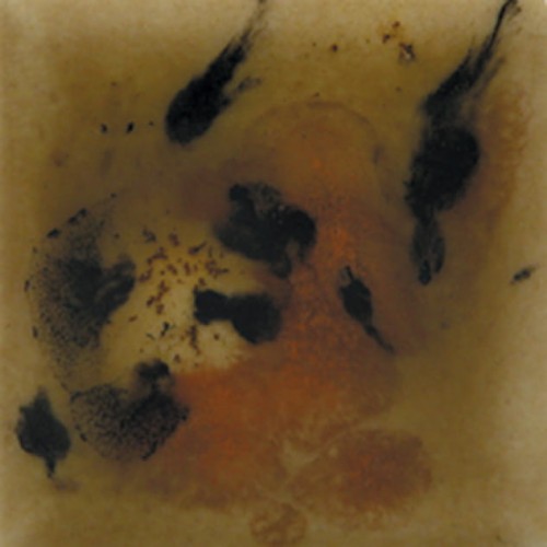 71e125a46e531e923aa0a75ff384f0f4