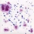 Szkliwo Mayco Jungle Gems CG1011 Frosted Berries - wypał 999°C (Cone 06)