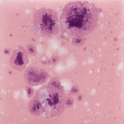 Szkliwo Mayco Jungle Gems CG1014 Pink Plum - wypał 999°C (Cone 06)