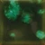 Szkliwo Mayco Jungle Gems CG707 Woodland Fantasy - wypał 999°C (Cone 06)