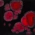 Szkliwo Mayco Jungle Gems CG779 Black Opal - wypał 999°C (Cone 06)