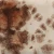 Szkliwo Mayco Jungle Gems CG795 Yadro Print - wypał 999°C (Cone 06)