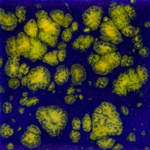 Szkliwo Mayco Jungle Gems CG990 Starry Night - wypał 999°C (Cone 06)