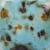 Szkliwo Mayco Jungle Gems CG1008 Blue Guppy - wypał 1305°C (Cone 10)