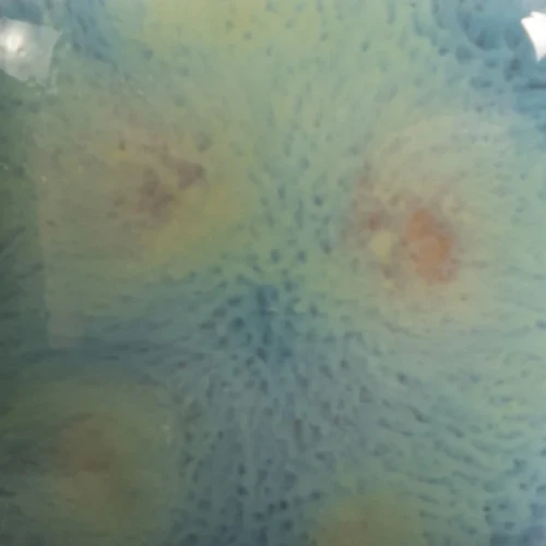 Szkliwo Mayco Jungle Gems CG962 Blue Azure - wypał 1222°C (Cone 6)