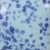 Szkliwo Mayco Speckled Stroke & Coat SP245 My Blue Heaven - wypał 1305°C (Cone 10)