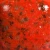 Szkliwo Mayco Speckled Stroke & Coat SP288 Tu Tu Tango - wypał 1222°C (Cone 6)